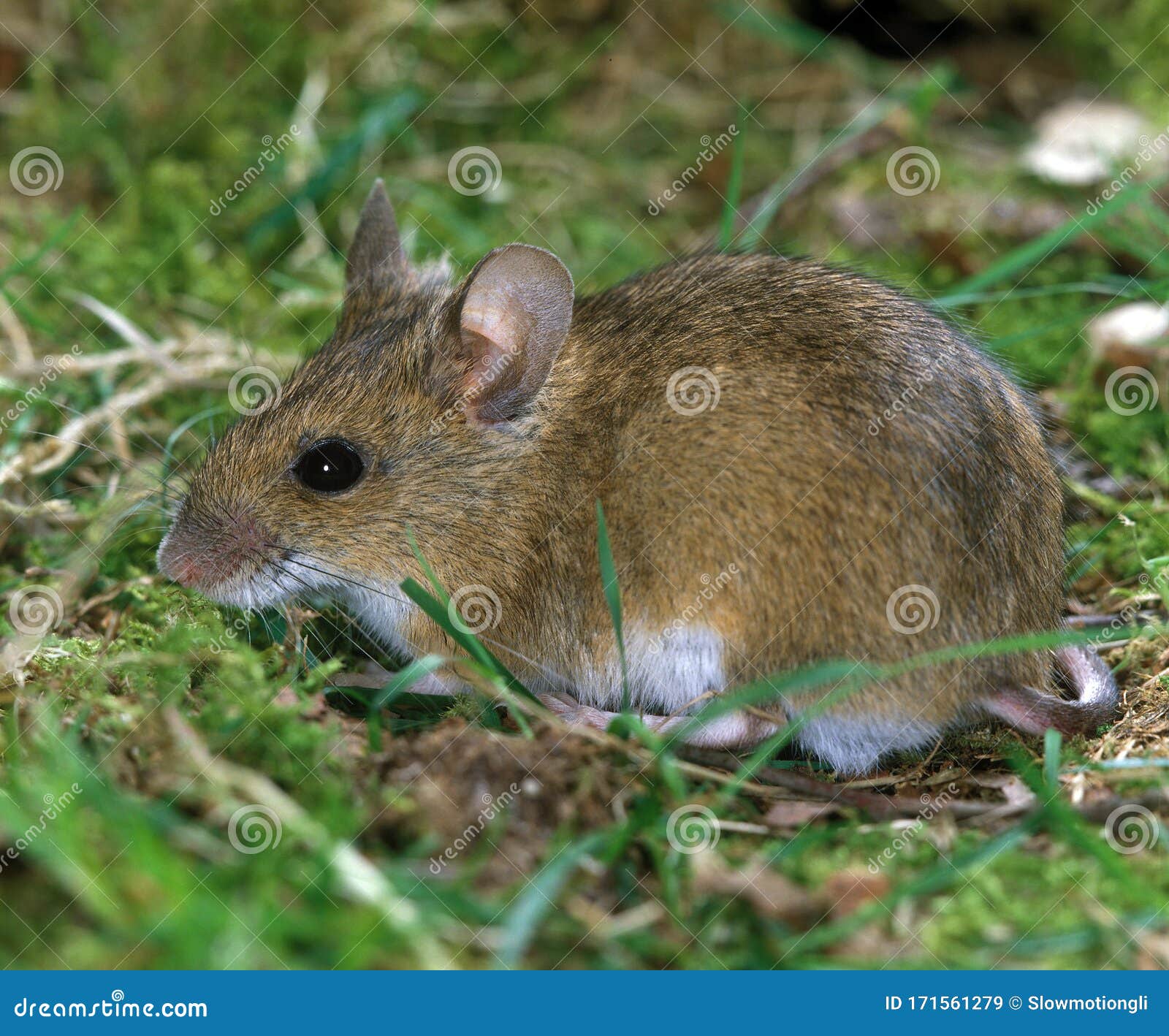 Mulot Sylvestre Apodemus Sylvaticus Stock Image Image Of Sylvaticus Mouse Mulot Sylvestre Apodemus Sylvaticus Stock Image Image Of Sylvaticus Mouse