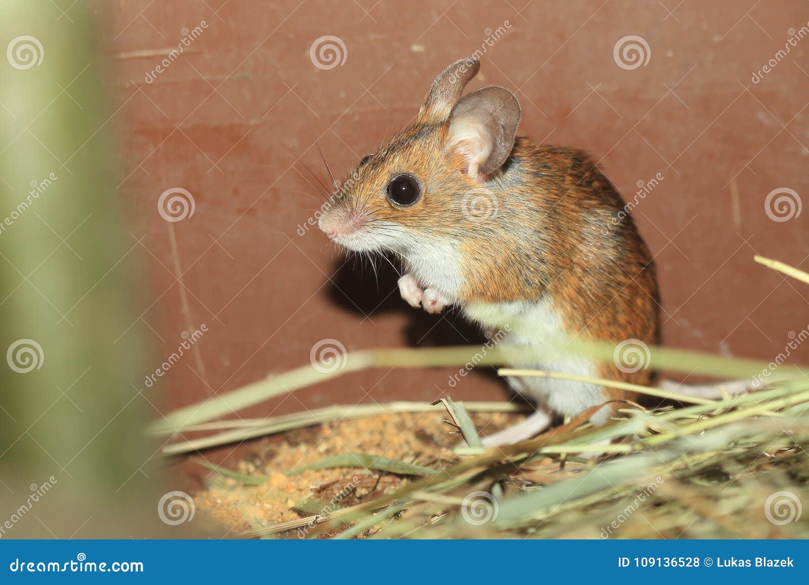 long-tailed field mouse