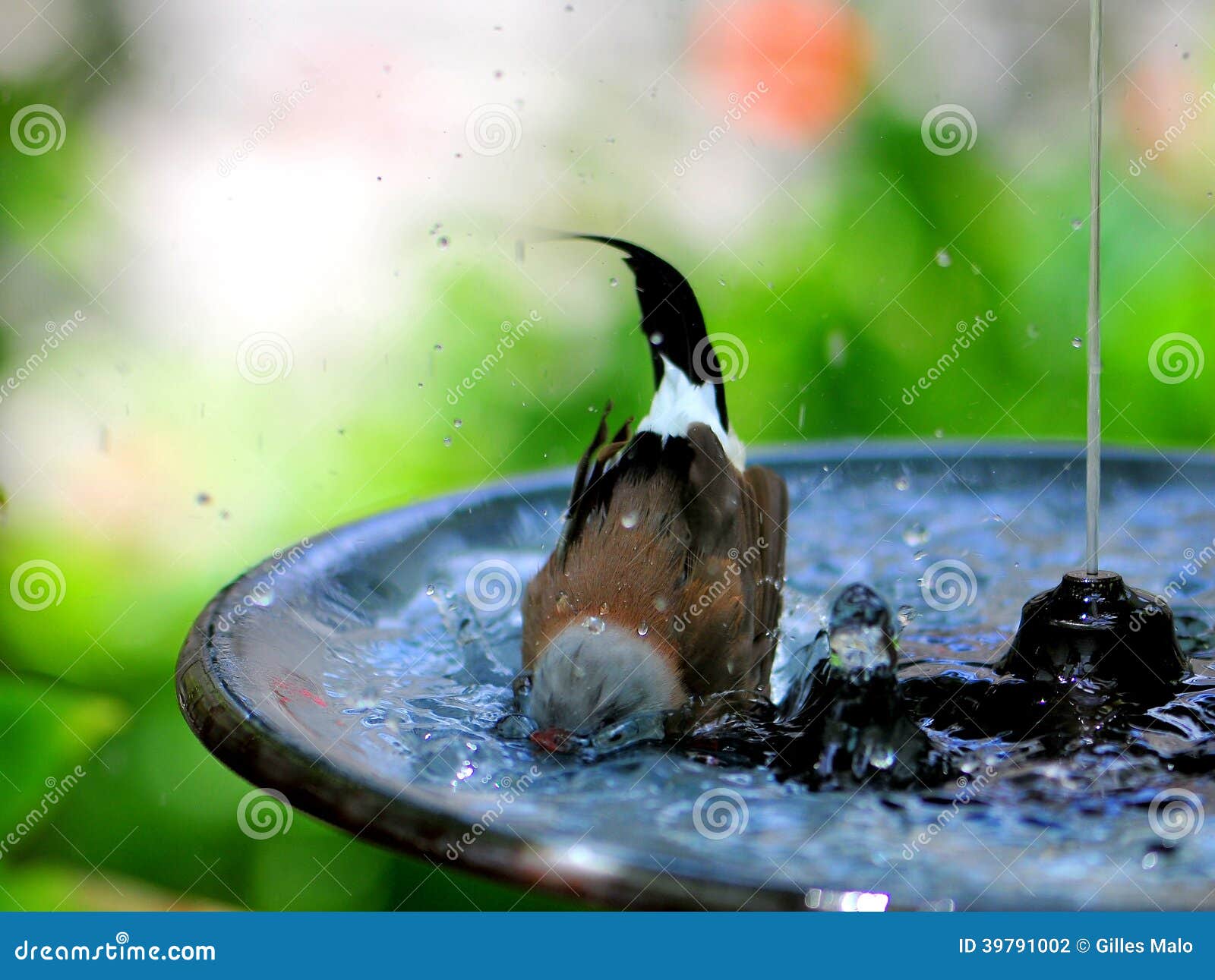 long-tailed finch in bird bath