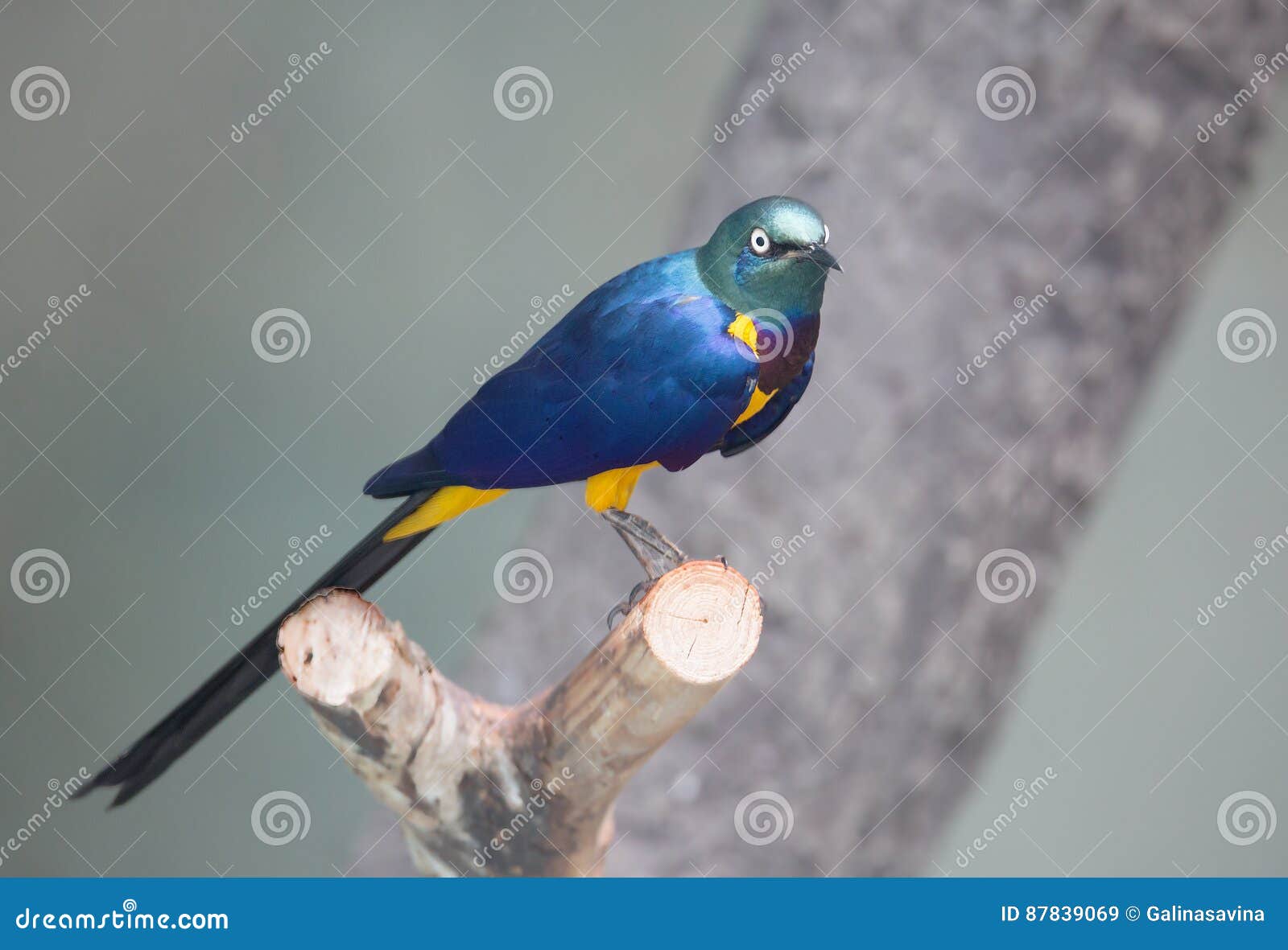 small woodland songbird nyt small woodland songbird nyt