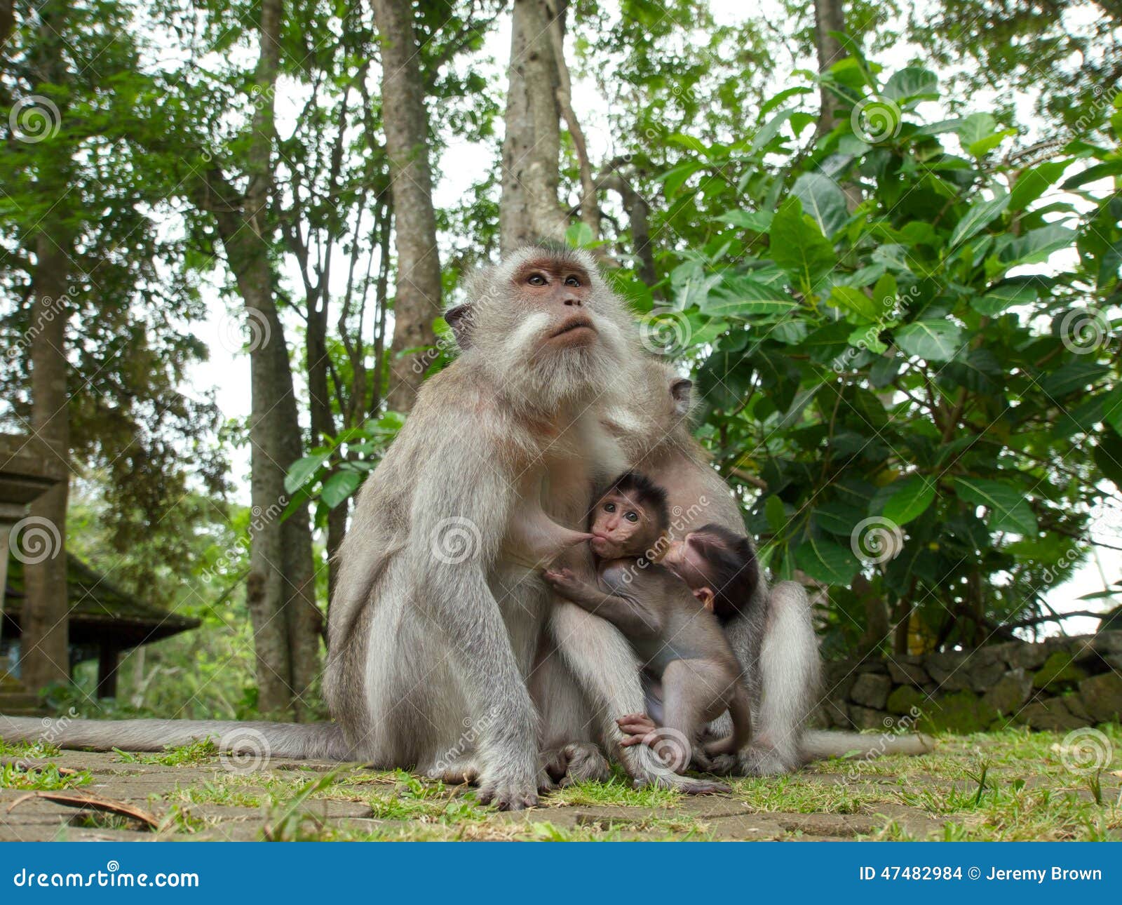 Download Long Tailed Macaque Mother Suckling Her Baby Stock Photo ...