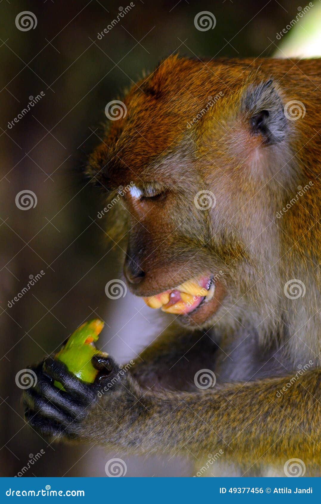 Longtailed Macaque, Penang, Malaysia Stock Photo Image of national