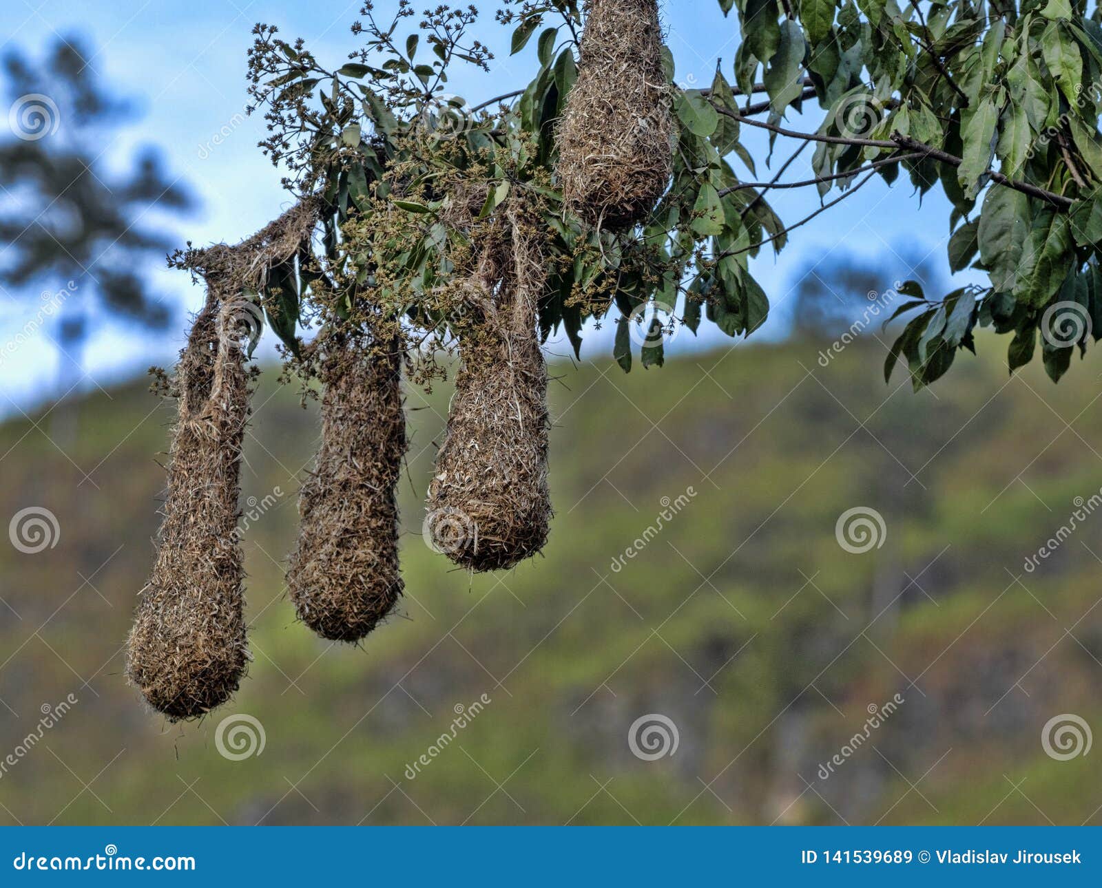 Longtailed Meadowlark Hangs Its Nest on Tree Branches, Guatemala Stock