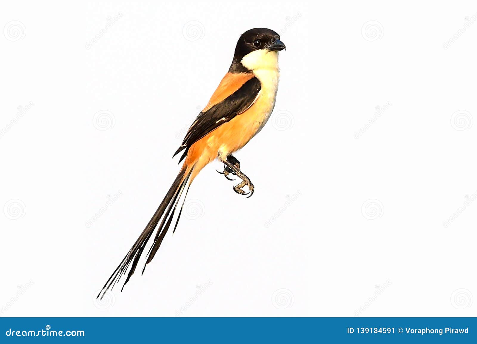 Long-tailed Shrike Lanius schach