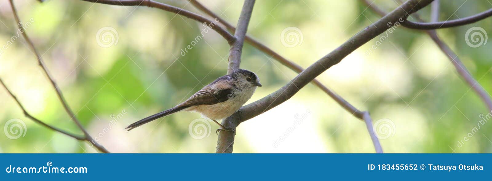 A Long-tailed Tit on a Branch of Tree Stock Photo wife hq picture A Long-tailed Tit on a Branch of Tree Stock Photo