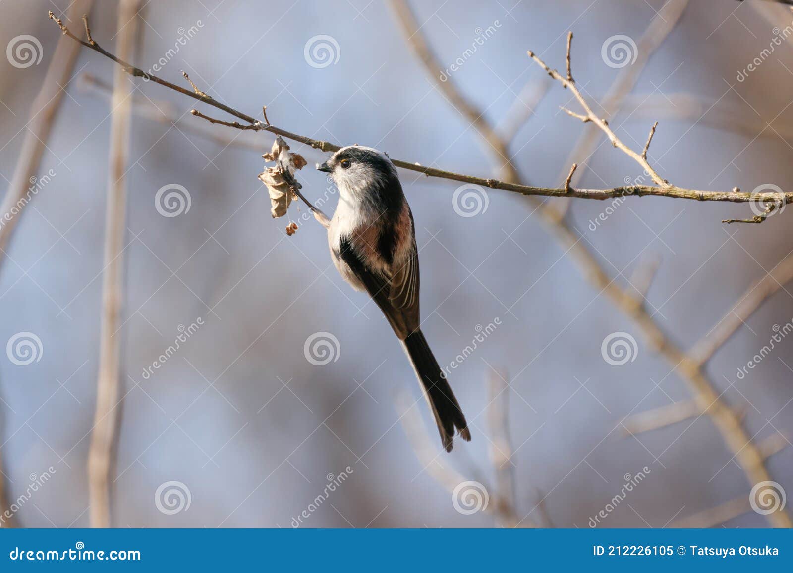 A Long-tailed Tit Gathering Materials for Nest Building Stock Image ... image A Long-tailed Tit Gathering Materials for Nest Building Stock Image ...