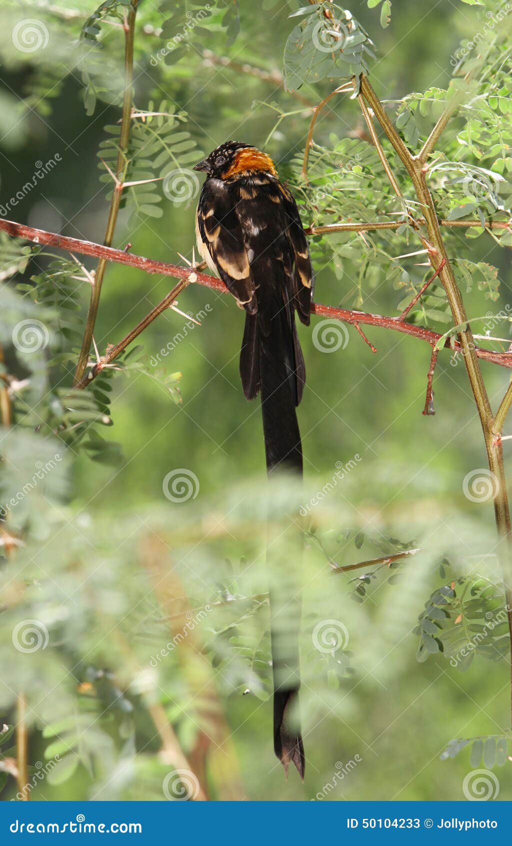 Long Tailed Widow Bird stock image. Image of kenya, zambia 50104233