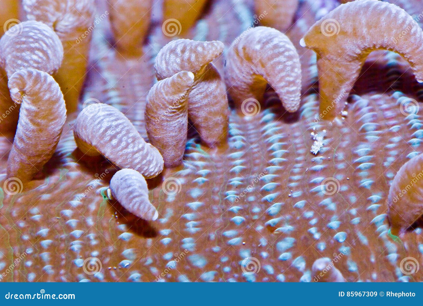 long tentacle plate coral