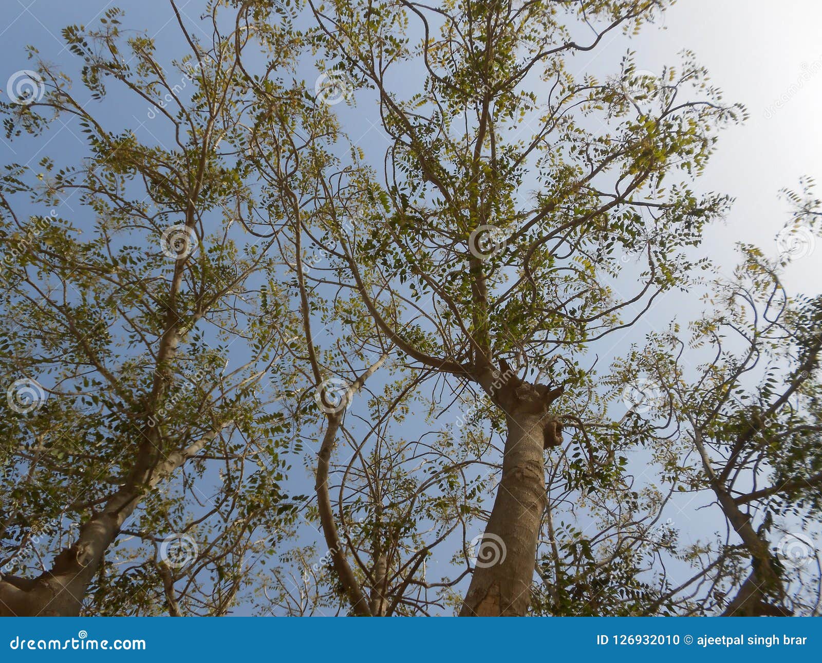 Long trees wallpapers stock photo. Image of beautiful 126932010
