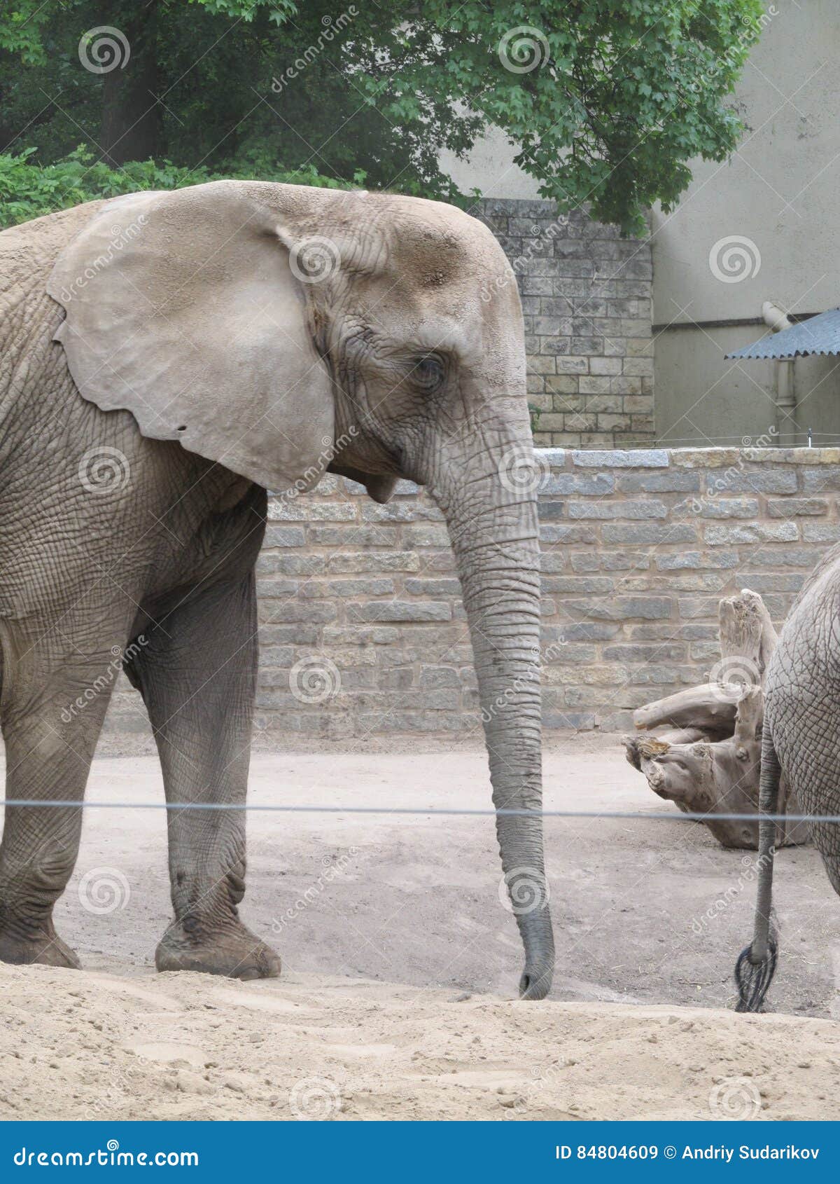 Long Trunk, Big Ears, Like Foot Trees - an Elephant, the Largest Animal in the World. Stock Image - Image of snout, wildlife: 84804609 Long Trunk, Big Ears, Like Foot Trees - an Elephant, the Largest Animal in the World. Stock Image - Image of snout, wildlife: 84804609