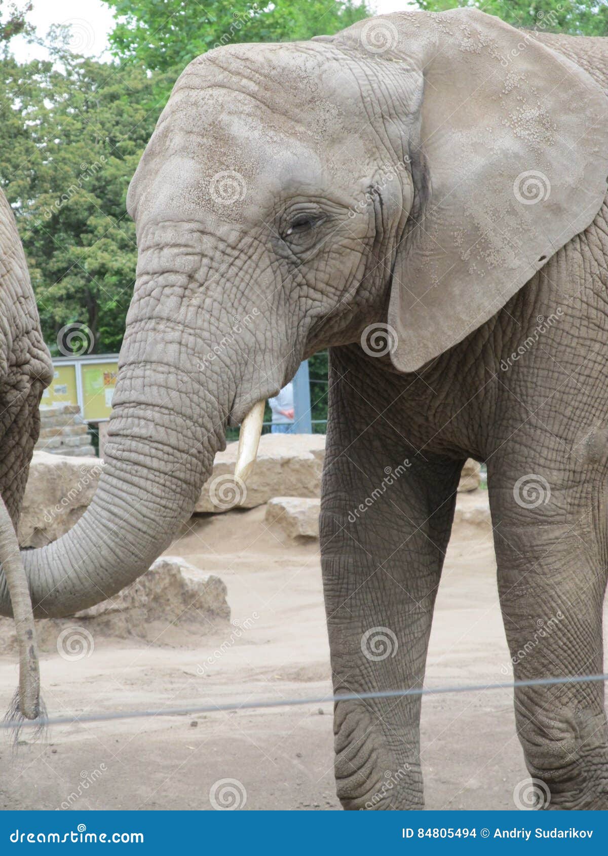 Long Trunk, Big Ears, Like Foot Trees - an Elephant, the Largest Animal in  the World. Stock Photo - Image of elephant, trees: 84805494