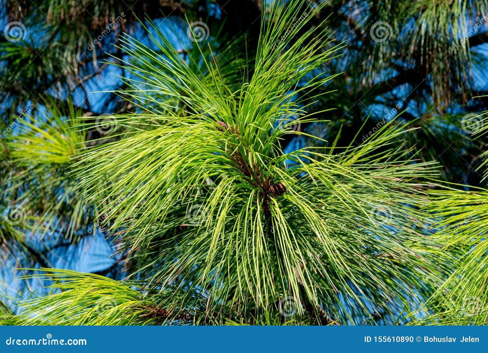 long twisted and serrated needles of red pine tree at a sunny summer day. pinus resinosa from pinaceae family,