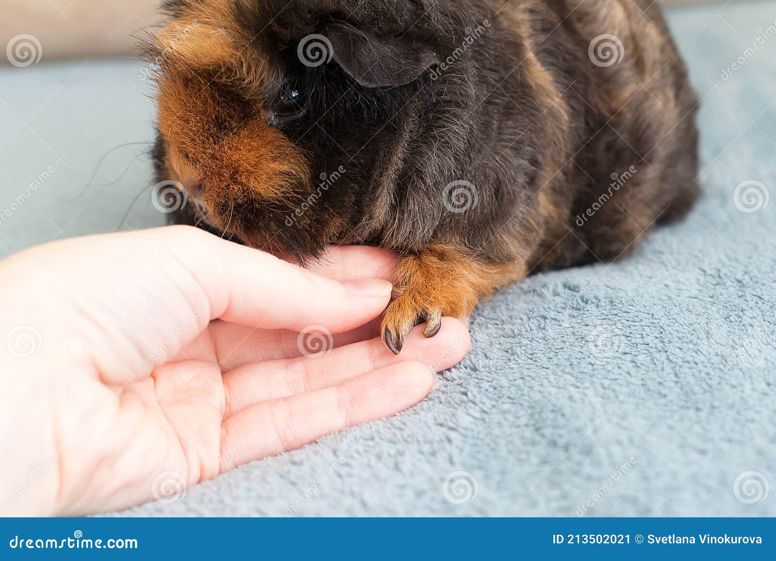 long un trimmed guinea pig claws on front paw. maintaining and caring for guinea pigs at home