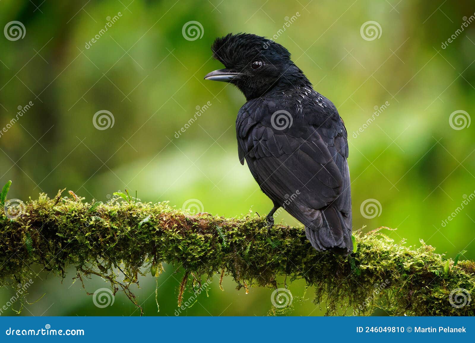 long-wattled umbrellabird - cephalopterus penduliger, cotingidae, spanish names include pajaro bolson, pajaro toro, dungali and