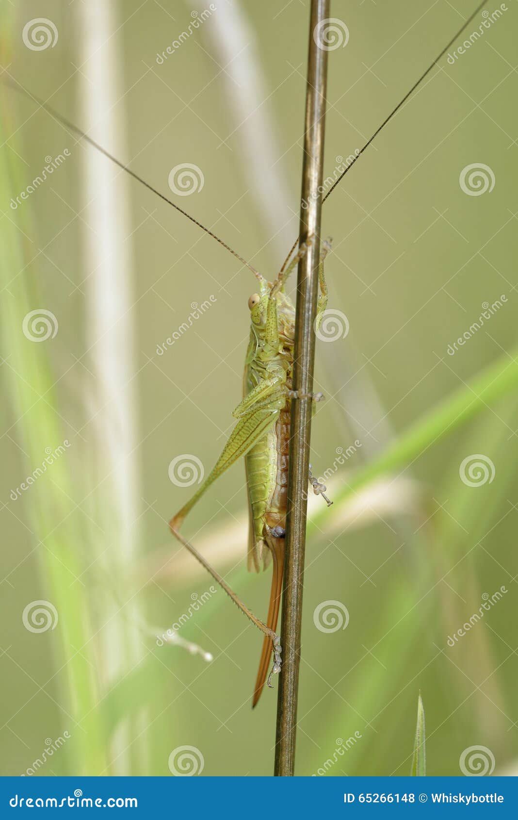 long-winged cone-head