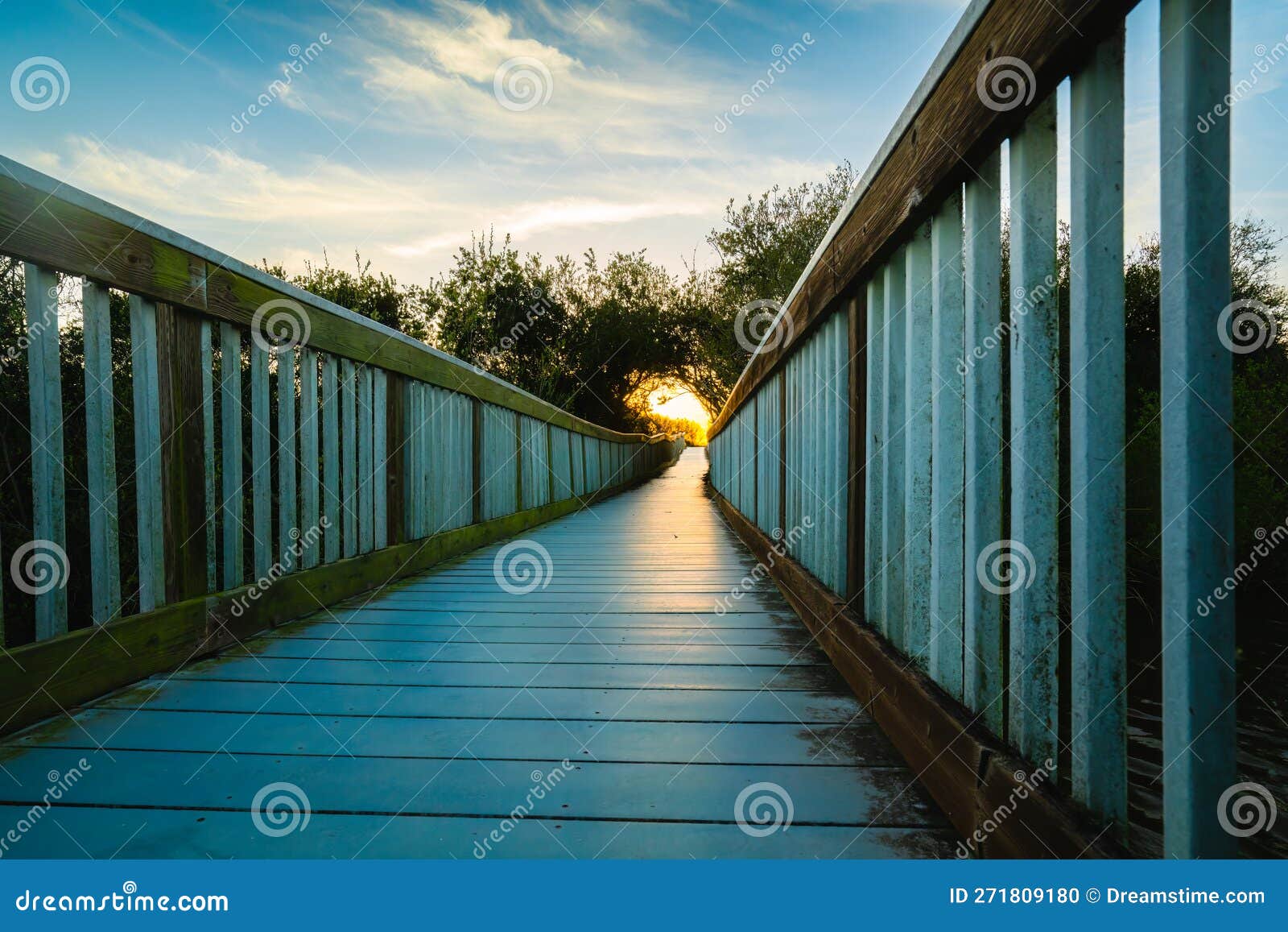 a long wooden boadwalk seems to stretch to infinity. walkway through the lake and native forest at sunset, oceano, california