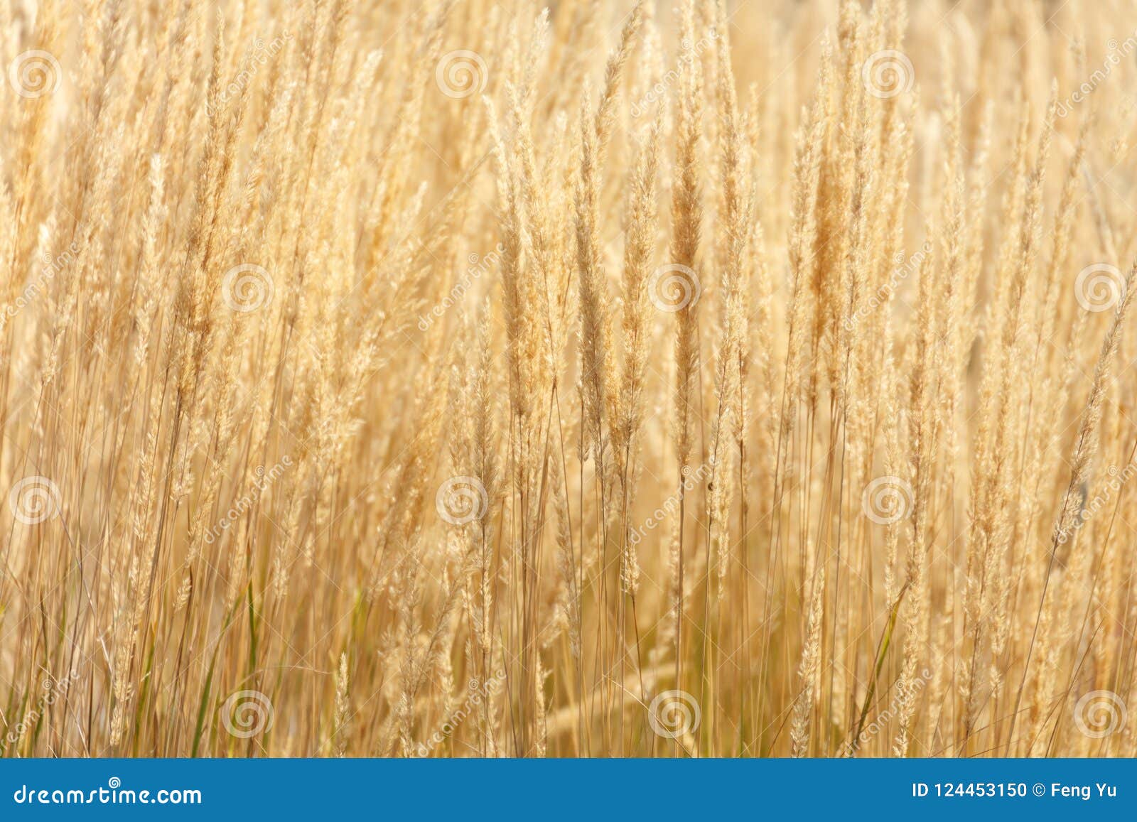 Long yellow grass stock photo. Image of nature, autumn - 124453150