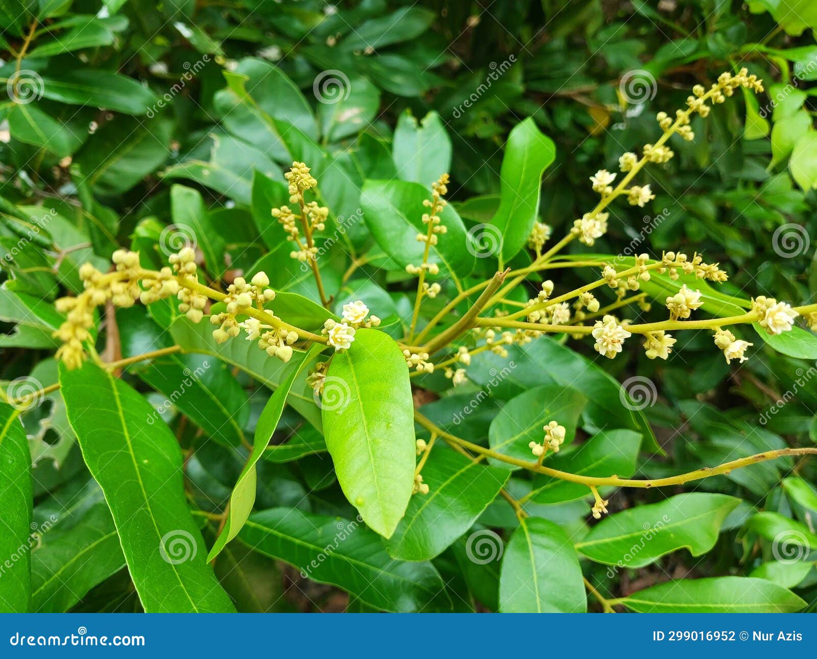 Longan Flowers that Will Fruit in the Garden during the Day