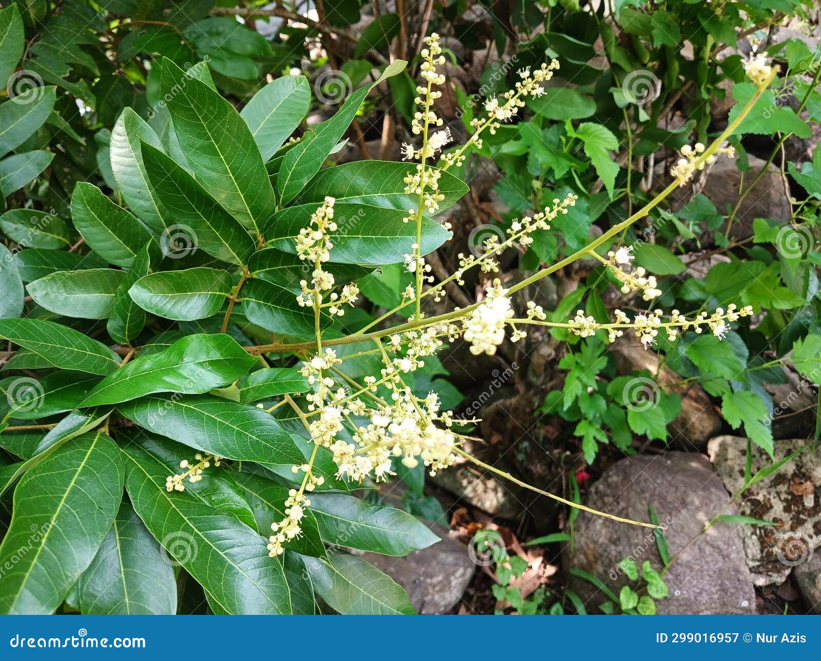 Longan Flowers that Will Fruit in the Garden during the Day
