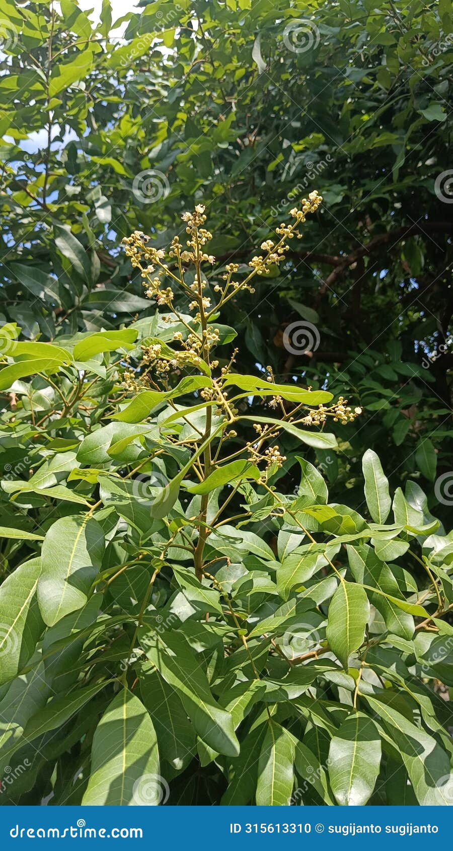 longan fruits in flower, very beutiful