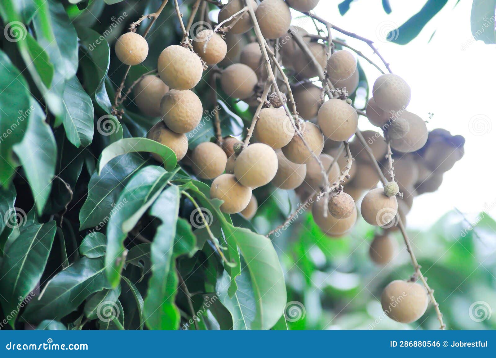 Longan, Thai Fruit or Dimocarpus Longan or Longan Seed Stock Photo