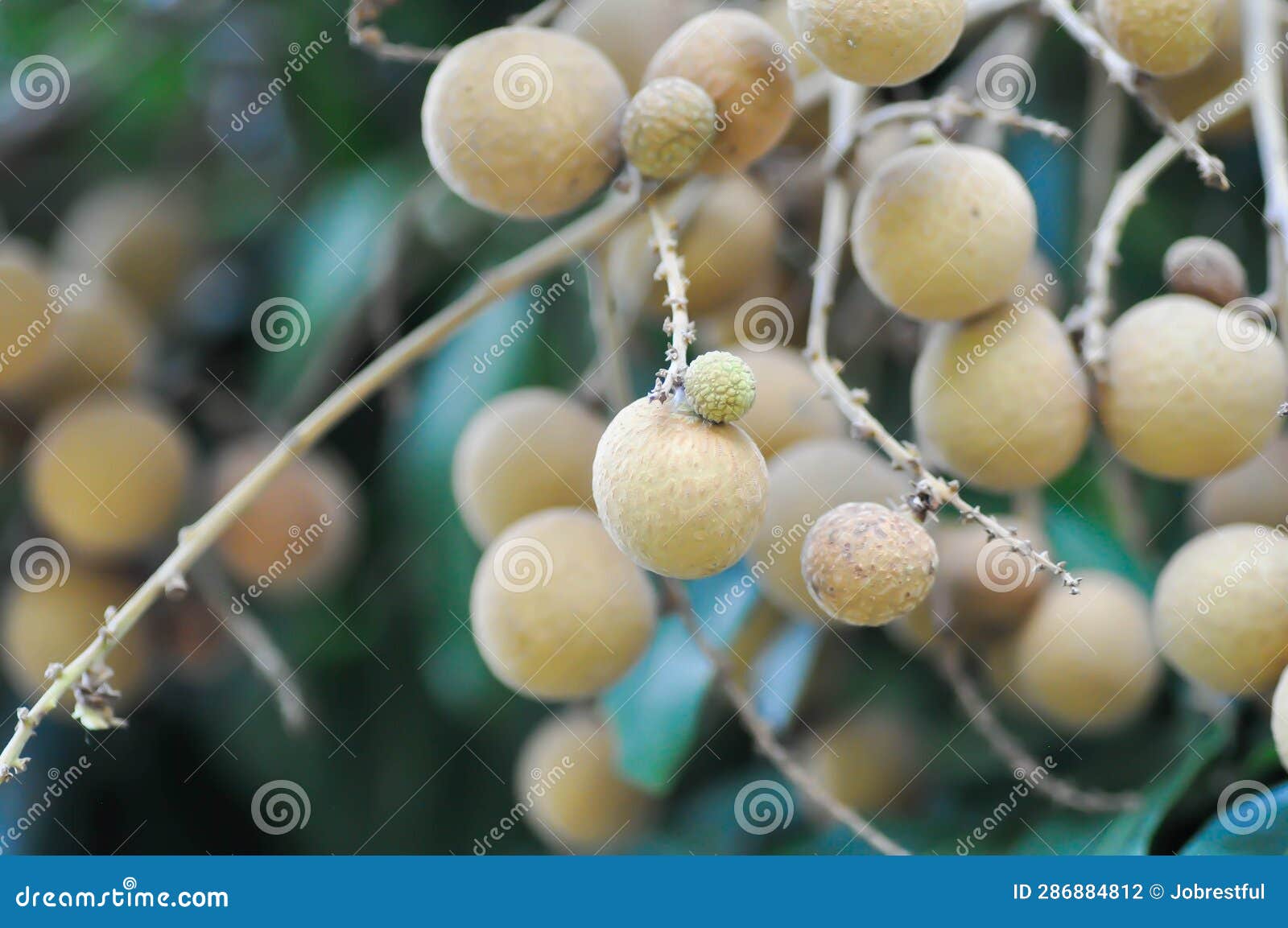 Longan, Thai Fruit or Dimocarpus Longan or Longan Seed Stock Photo