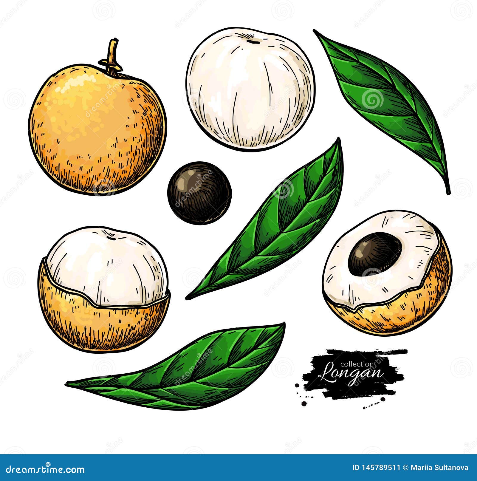 Longan vector drawing set. Hand drawn tropical fruit illustration. Artistic summer fruit. Branch, whole and sliced objects with leaves. Botanical vintage sketch for label, juice packaging design, menu