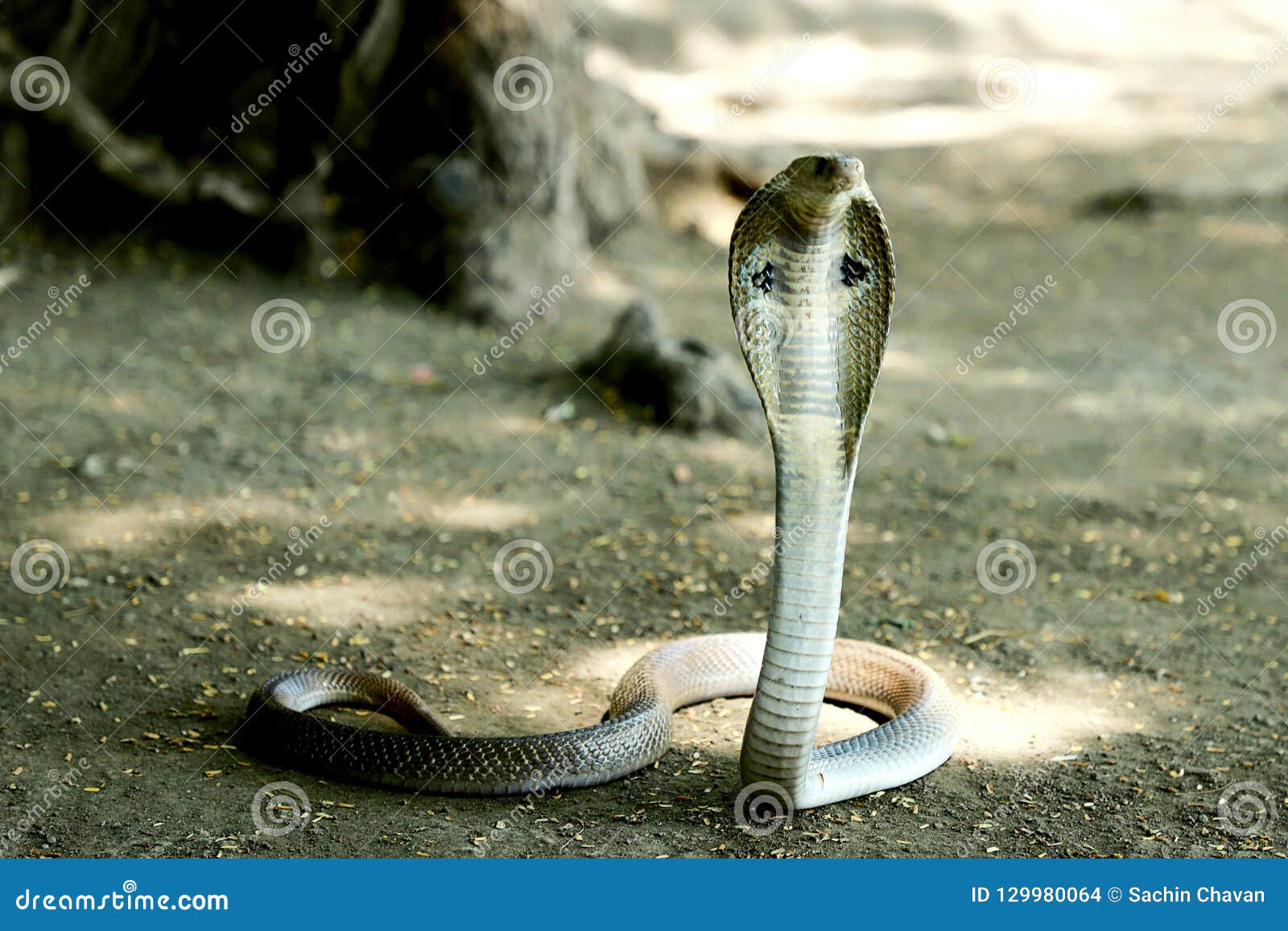 Cobra Snake vector art king cobra snake HD phone wallpaper  Peakpx