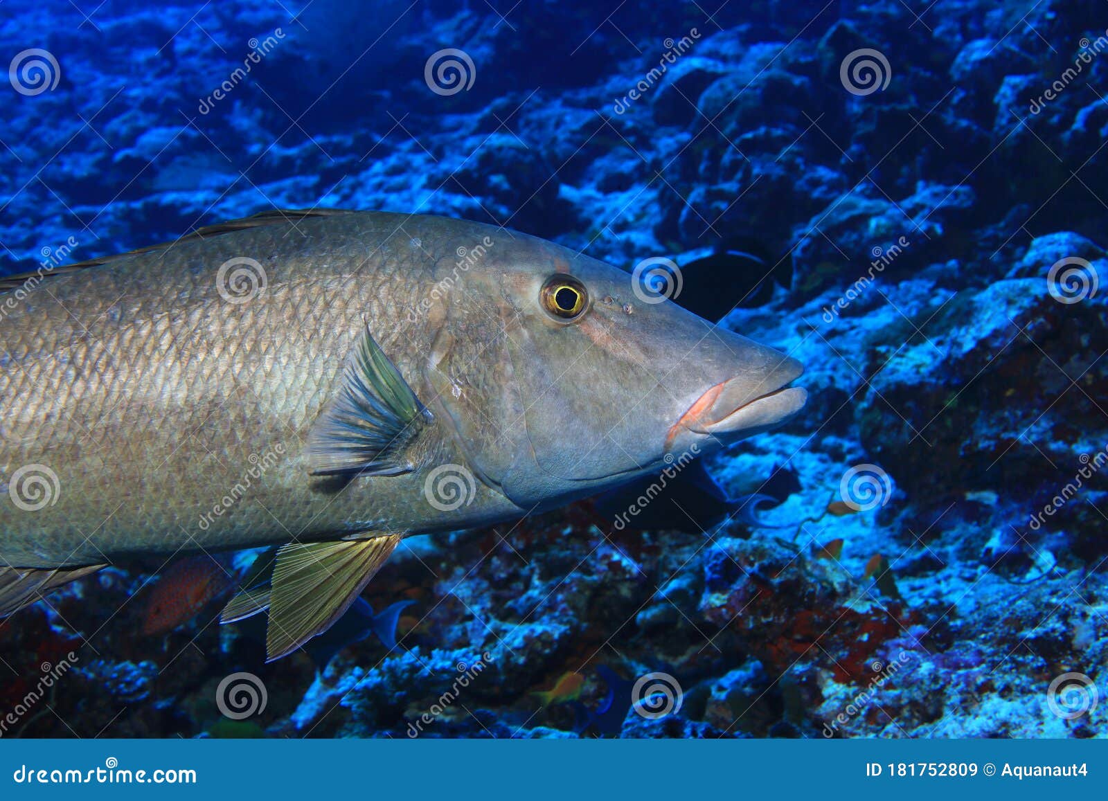 Longface emperor fish stock image. Image of emperorfish - 181752809