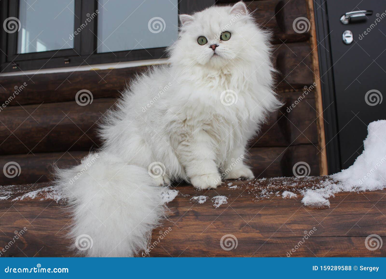 Longhair british cat stock photo. Image of british, snow - 159289588 Longhair british cat stock photo. Image of british, snow - 159289588