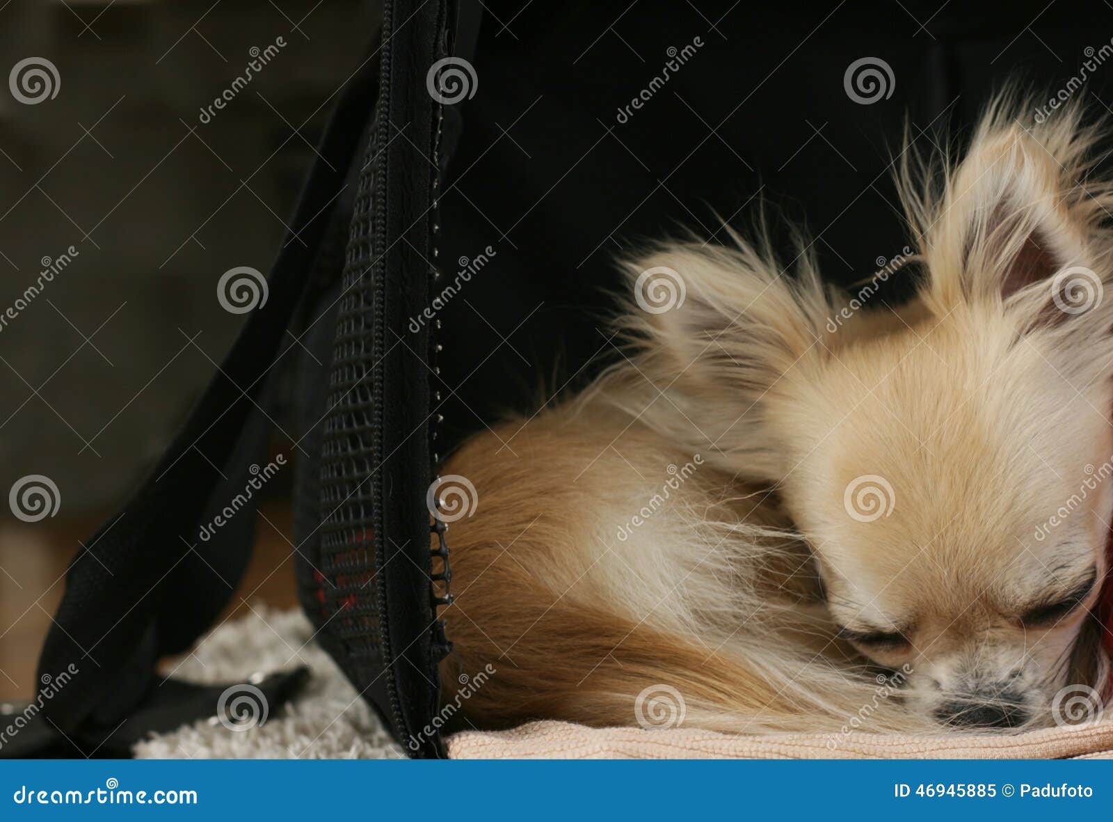 1,207 Chihuahua Bag Stock Photos - Free & Royalty-Free Stock Photos from  Dreamstime