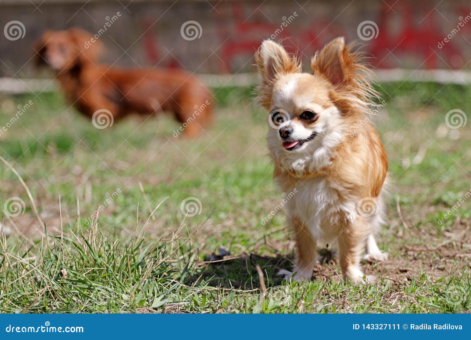 Long hair chihuahua dog. stock image. Image of pedigree - 143327111