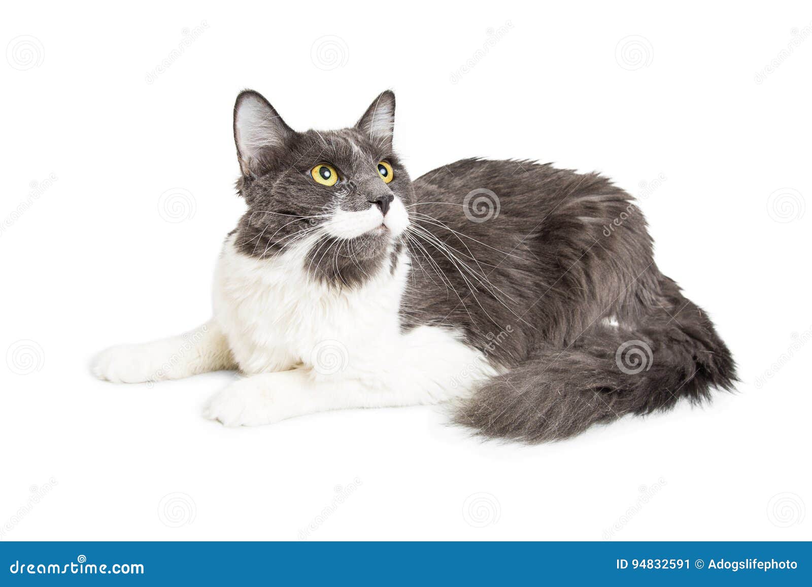 Long hair cat lookinh up