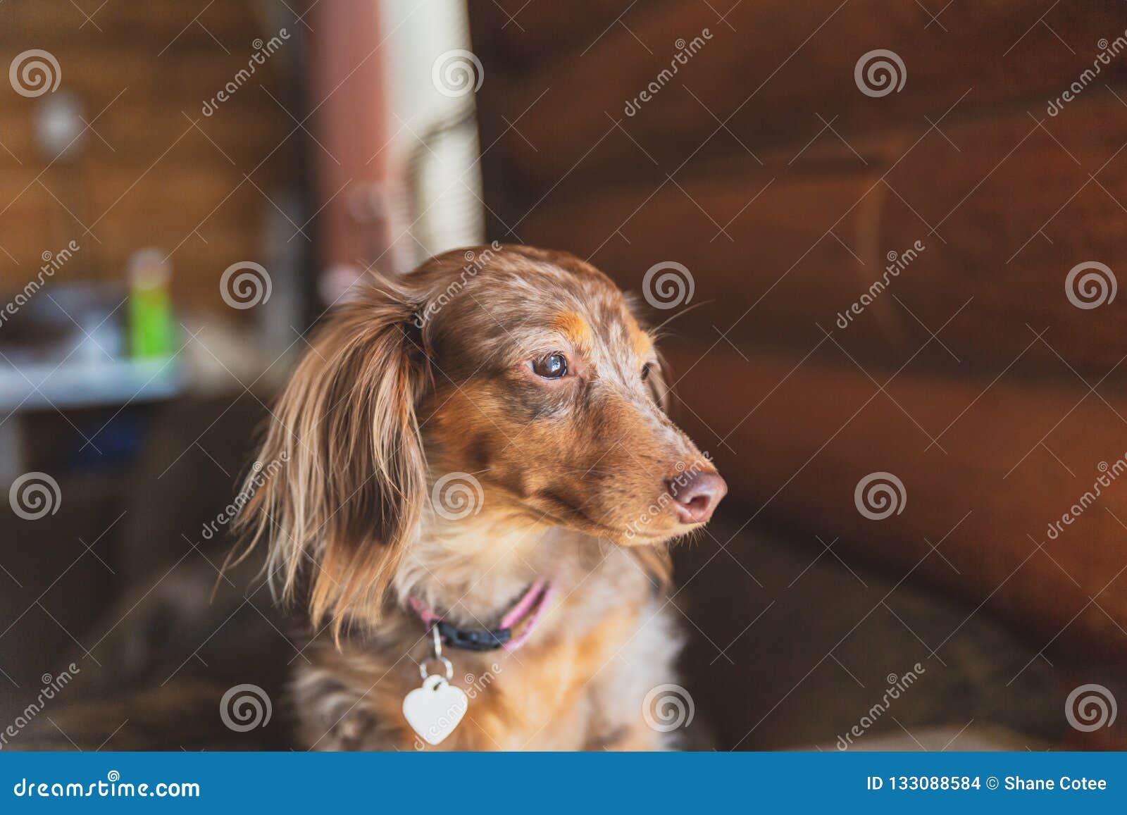 Longhaired Dapple Dachshund, Dapple Doxie, Miniatrure Dachshund Stock Photo  - Image of little, pets: 133088584