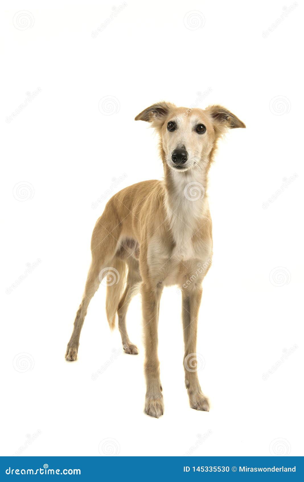 longhaired whippet dog standing on a white background
