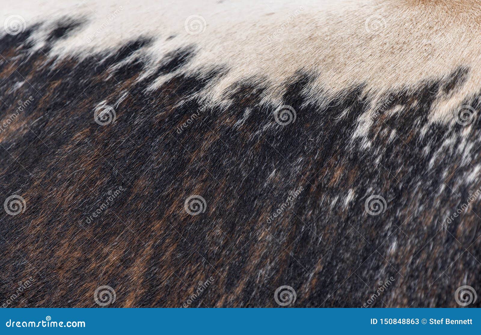 longhorn cattle, uk