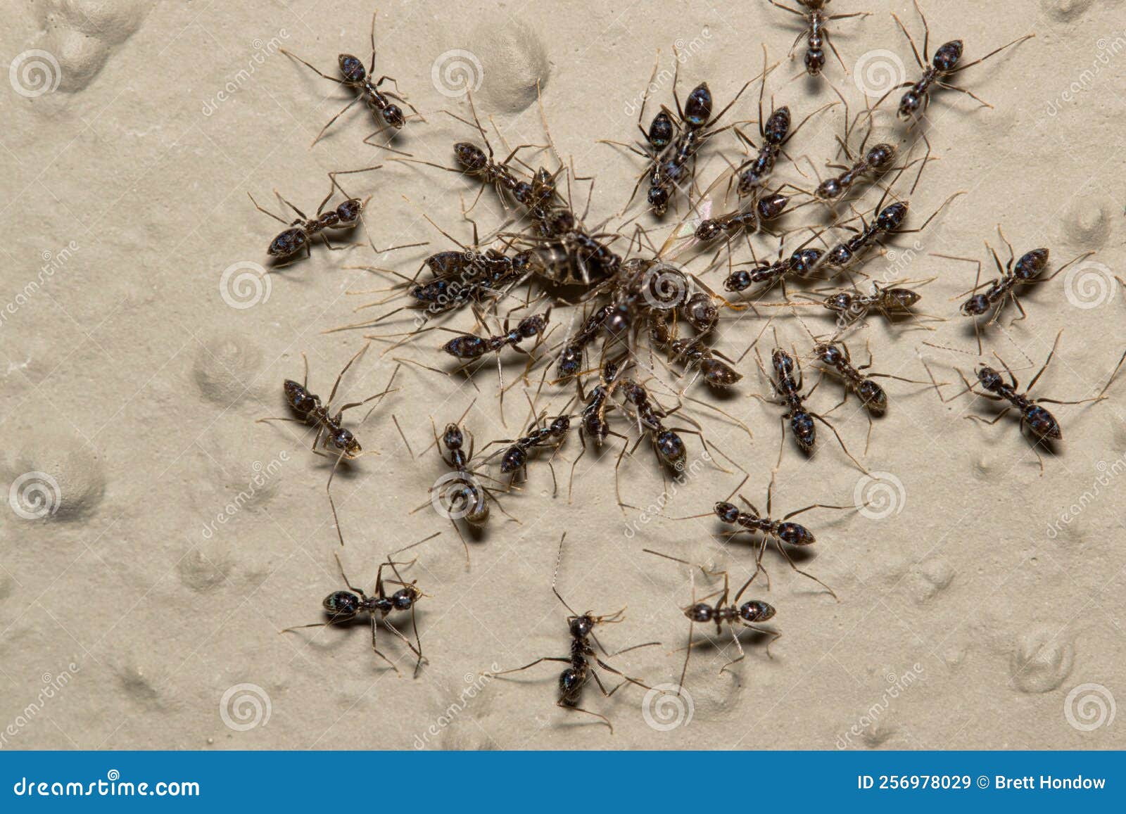 longhorn crazy ants (paratrechina longicornis) swarming and attacking a much larger ant.