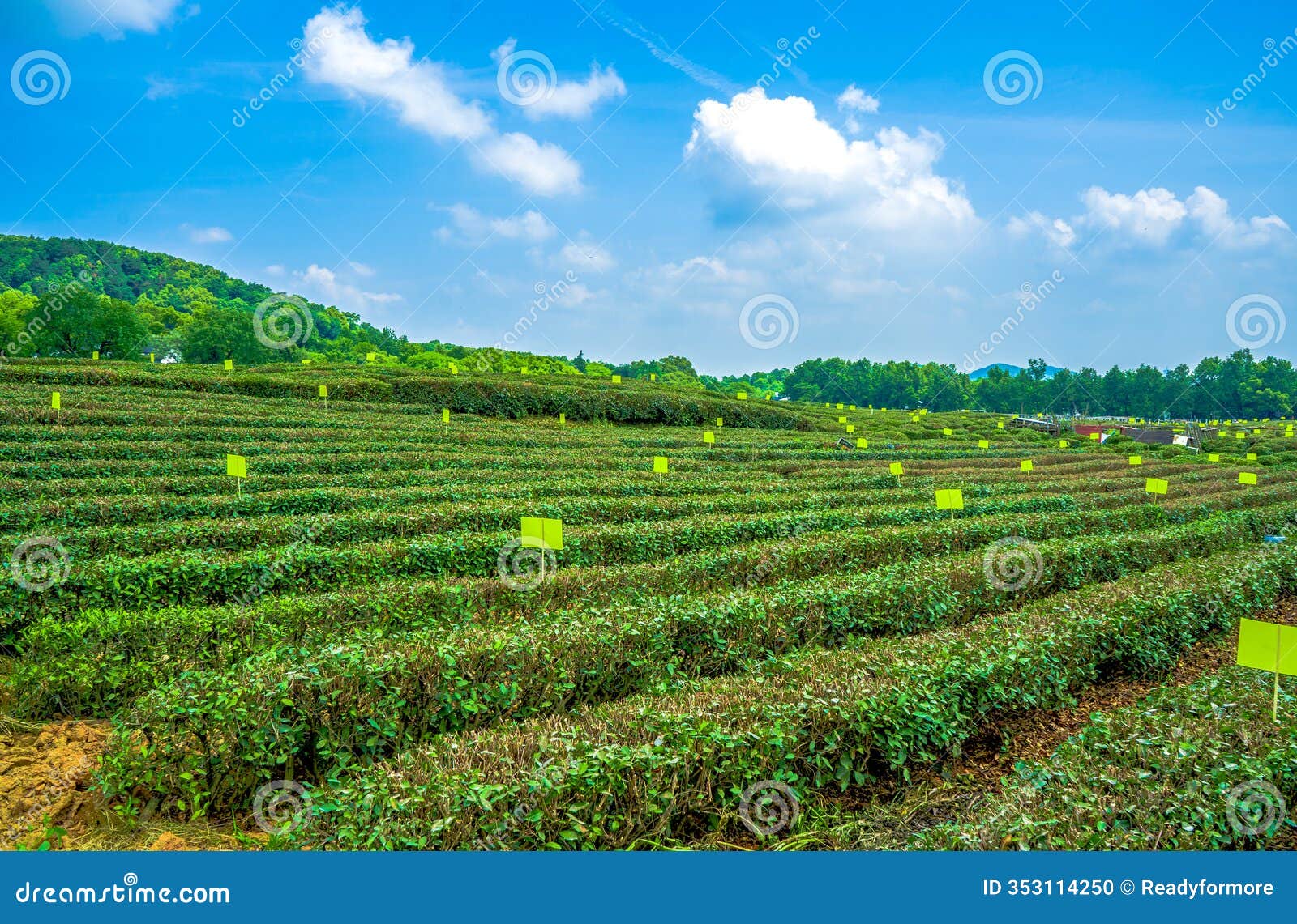 longjing tea, one of the most renowned and cherished teas in china
