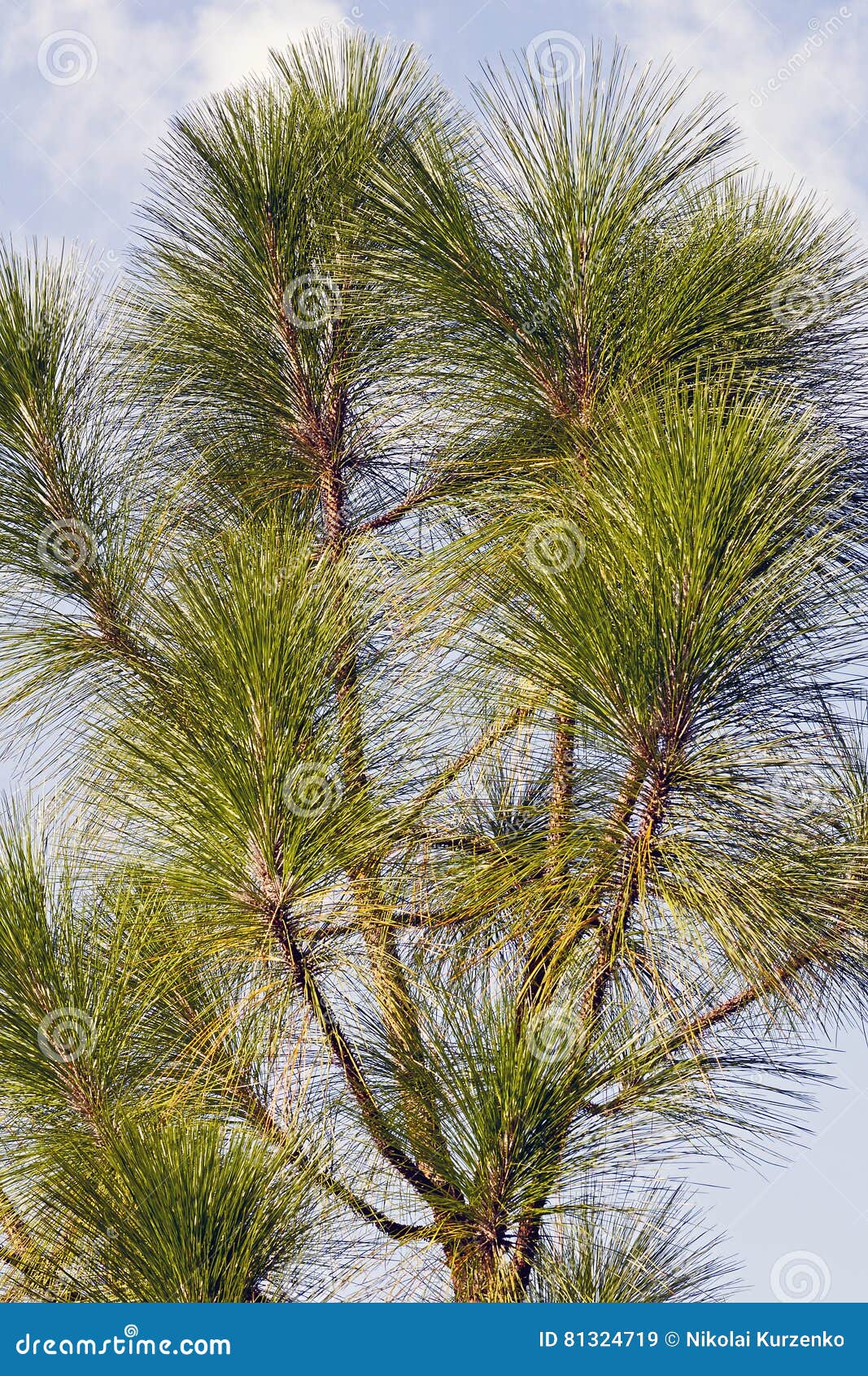 Longleaf Pine Pinus Palustris. Called Southern Yellow Pine, Florida