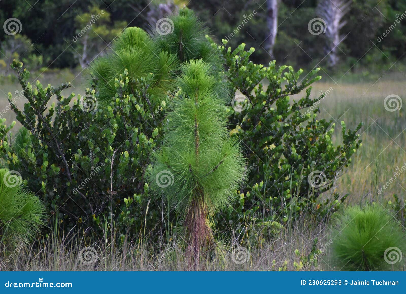 Longleaf Pine Pinus Palustris. Called Southern Yellow Pine, Florida