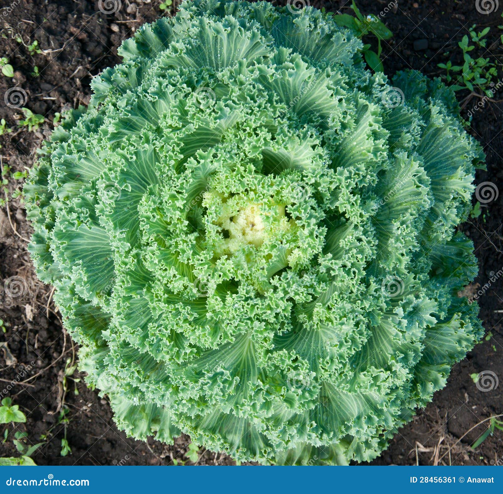 Longlived Cabbag, Brassica Hybrid Cv. Pule Stock Image Image of leaf
