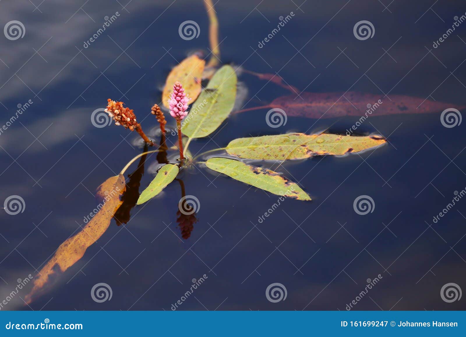longroot smartweed (persicaria amphibia) growing in the water