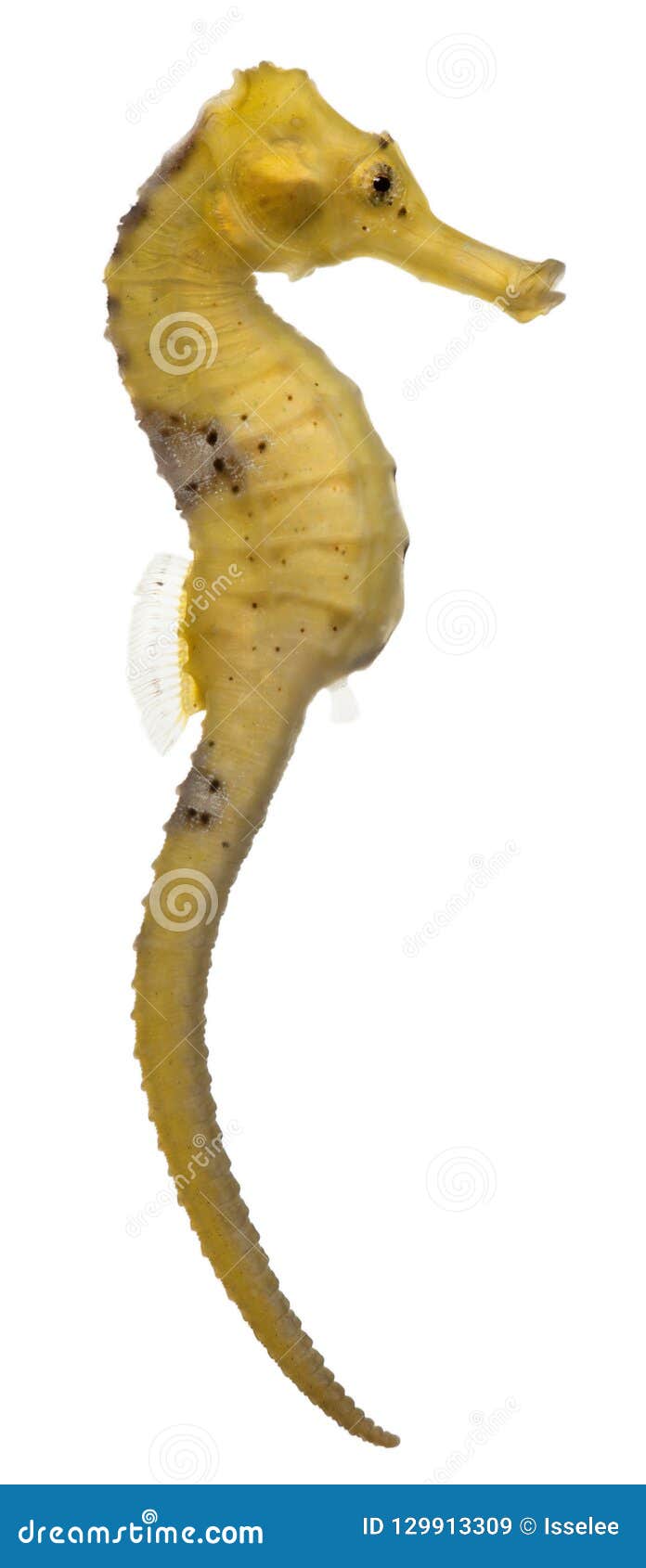 longsnout seahorse or slender seahorse, hippocampus reidi yellowish