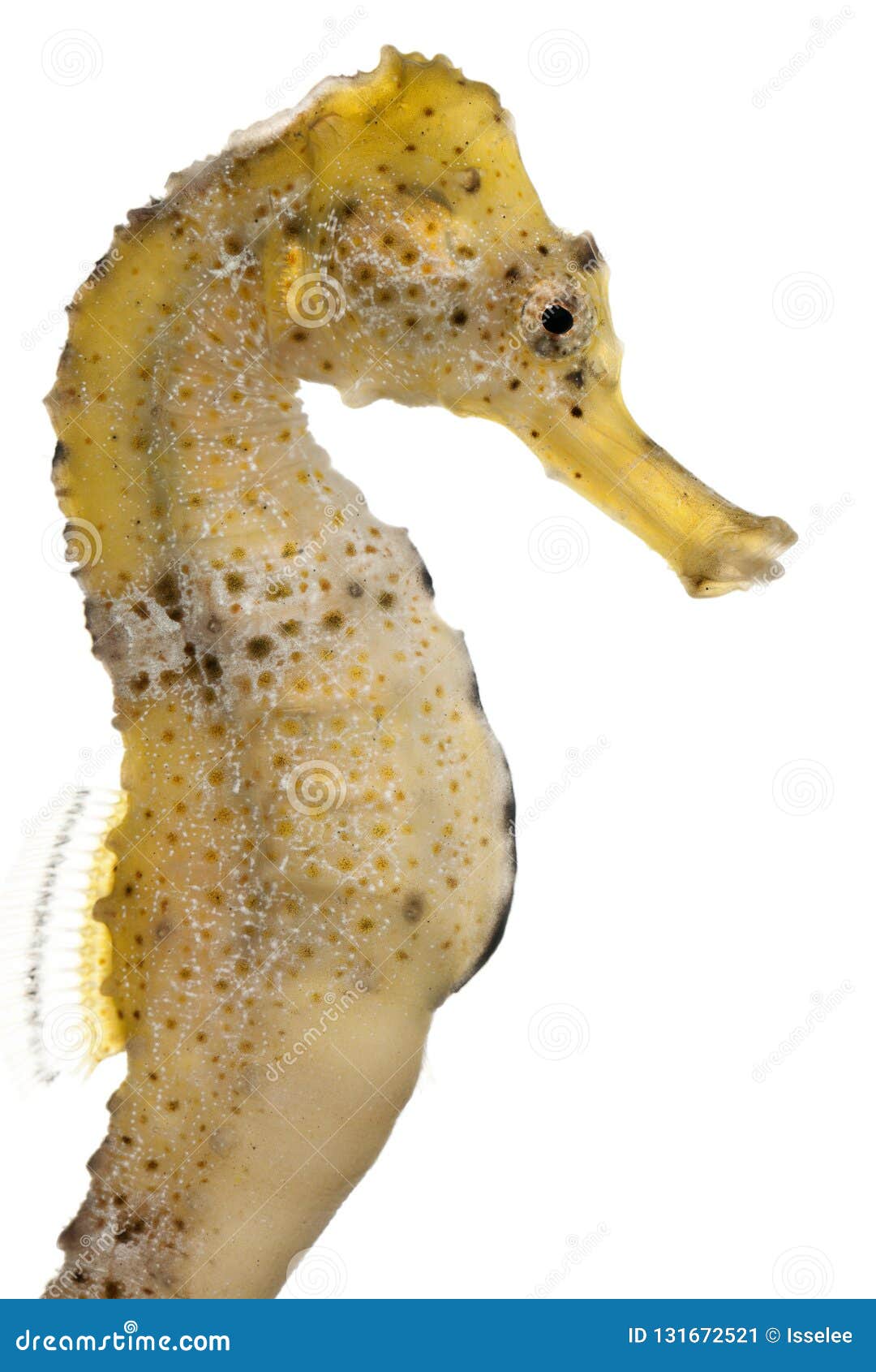 longsnout seahorse or slender seahorse, hippocampus reidi yellowish