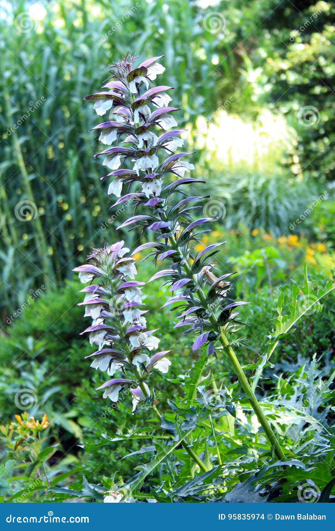 Longues Tiges Avec Des Fleurs Pourpres Et Blanches Photo stock - Image du  lames, jardinage: 95835974