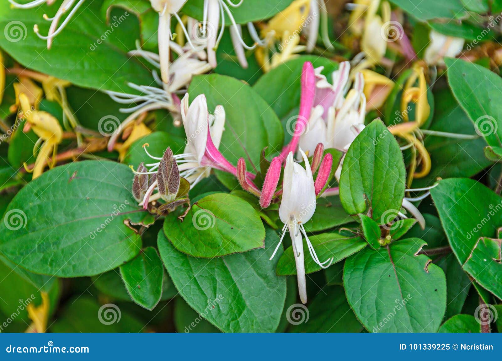 Lonicera Caprifolium Goat Leaf Honeysuckle Italian Honeysuckle Stock Image Image Of Lonicera Flora Lonicera Caprifolium Goat Leaf Honeysuckle Italian Honeysuckle Stock Image Image Of Lonicera Flora
