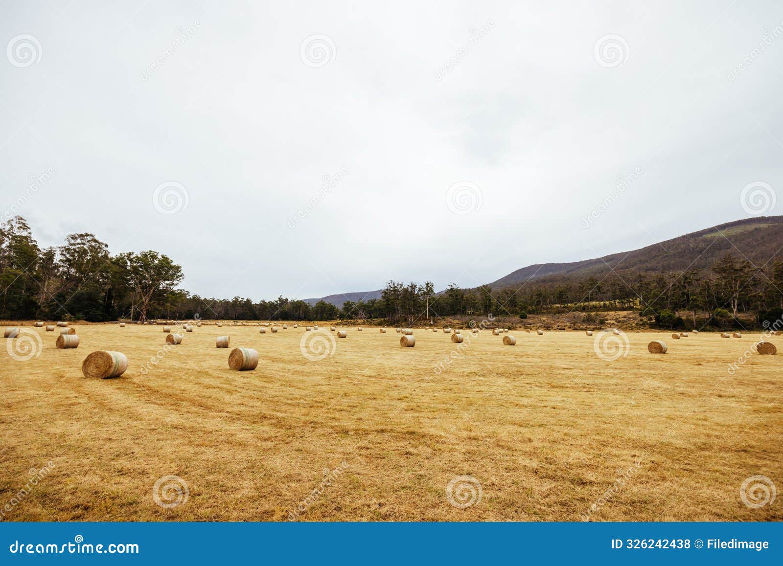 lonnavale landscape in tasmania australia
