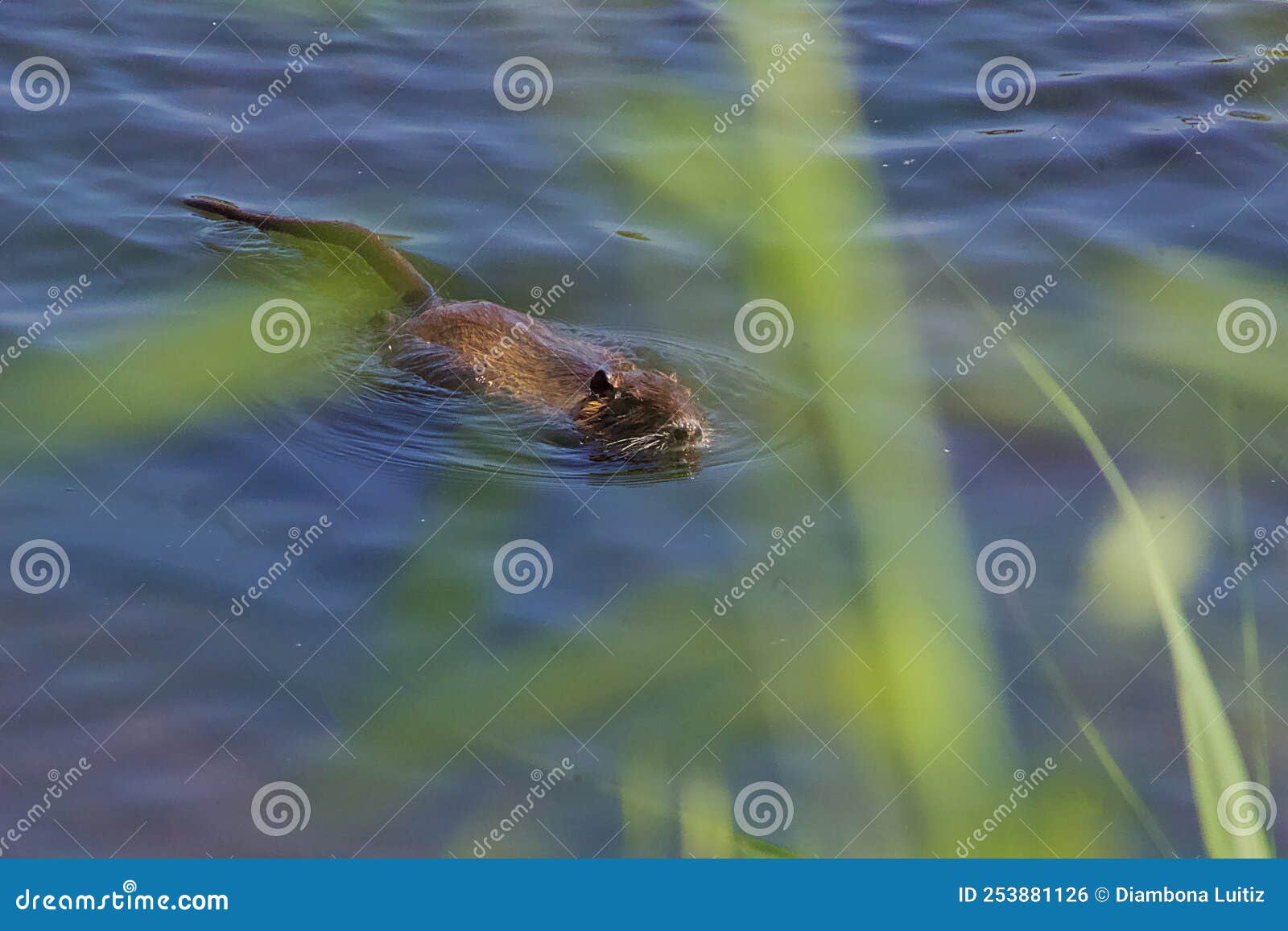 lontra che nuota nel lago in estate