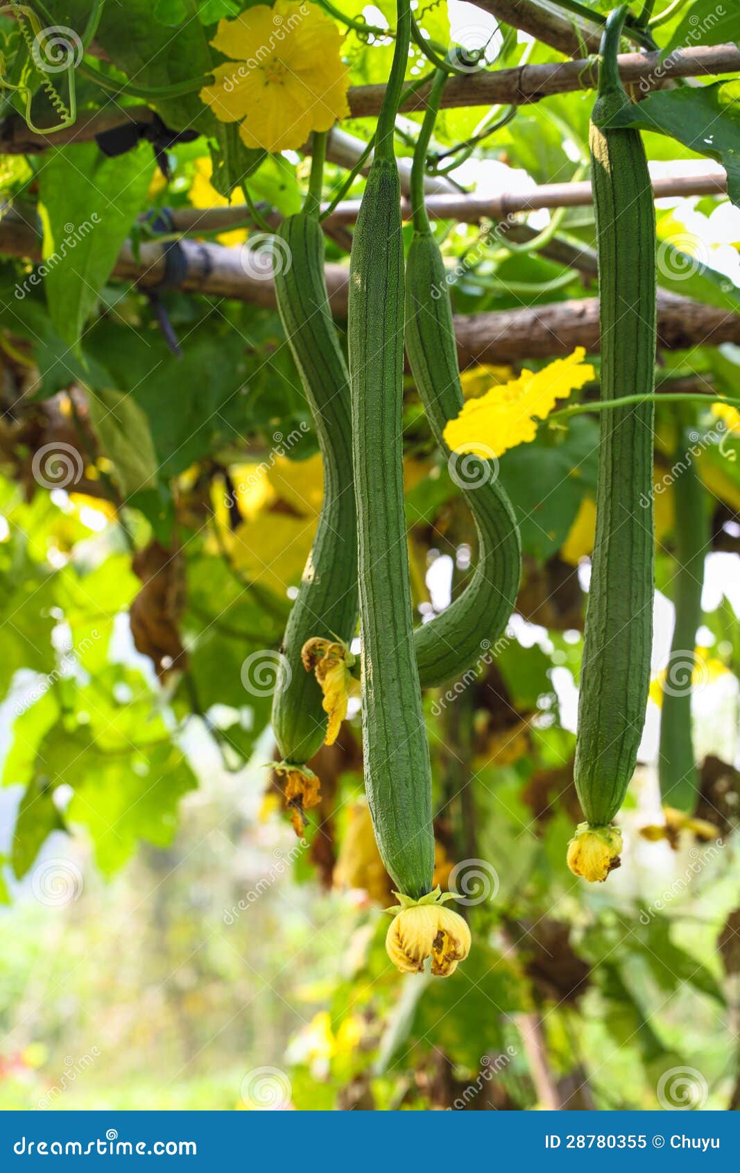 Loofah in the farm stock image. Image of nutrition, agriculture 28780355
