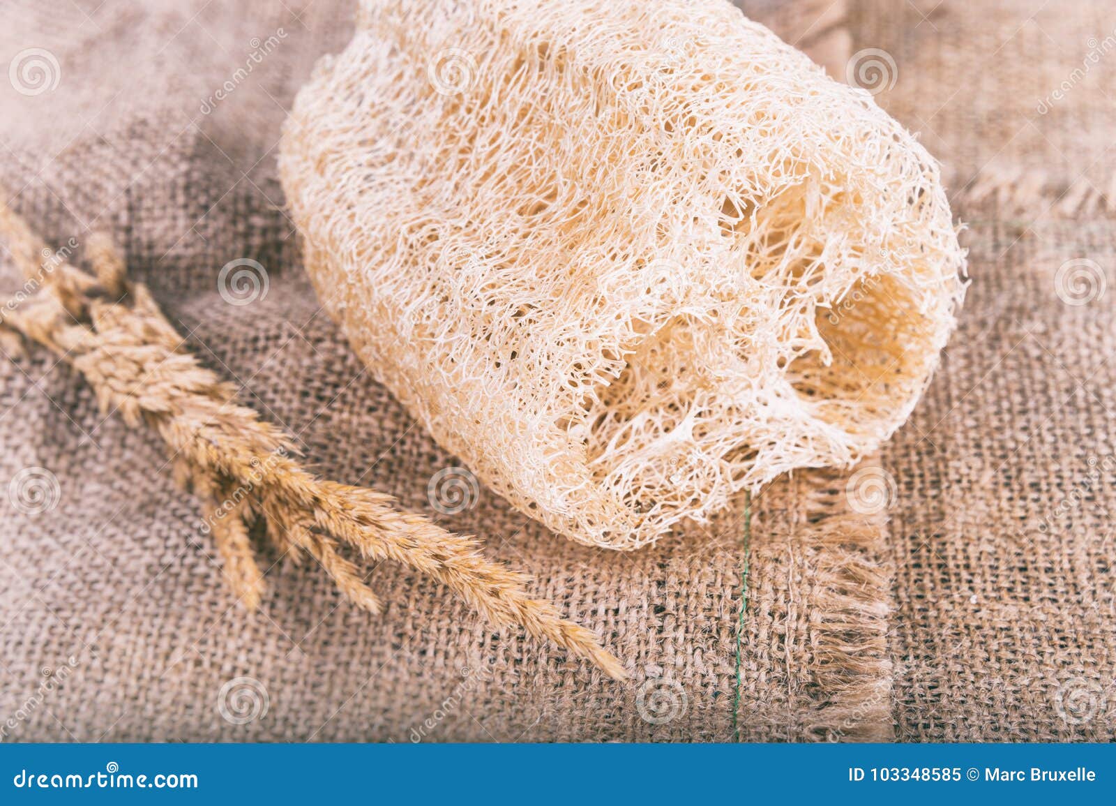 Loofah natural Body Scrub stock image. Image of vegetal 103348585